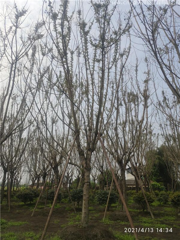 藍花楹基地實拍圖片