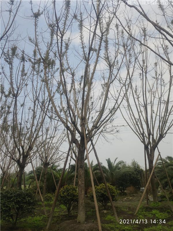 藍花楹基地實拍圖片