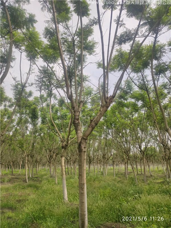 藍花楹基地實拍圖片