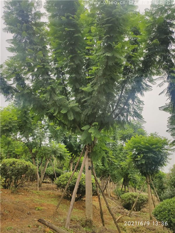 藍花楹基地實拍圖片