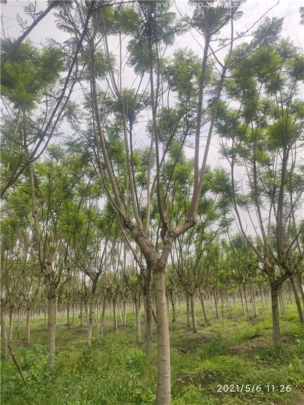 藍花楹基地實拍圖片
