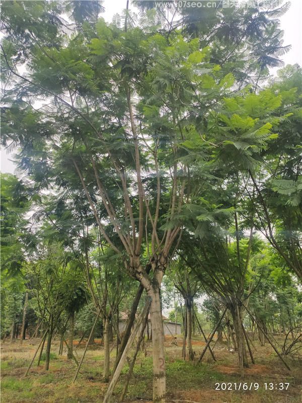 藍花楹基地實拍圖片