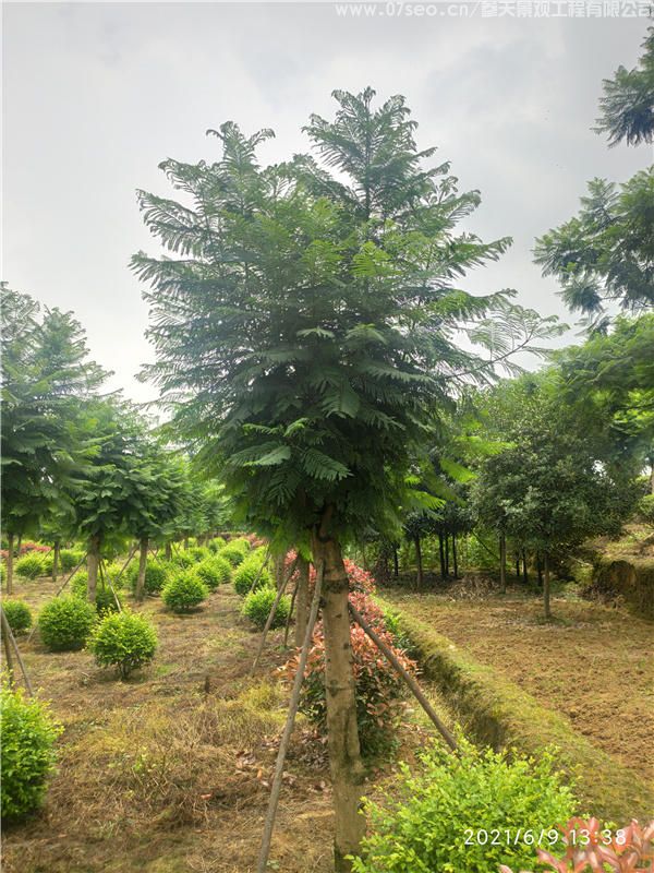 藍花楹基地實拍圖片