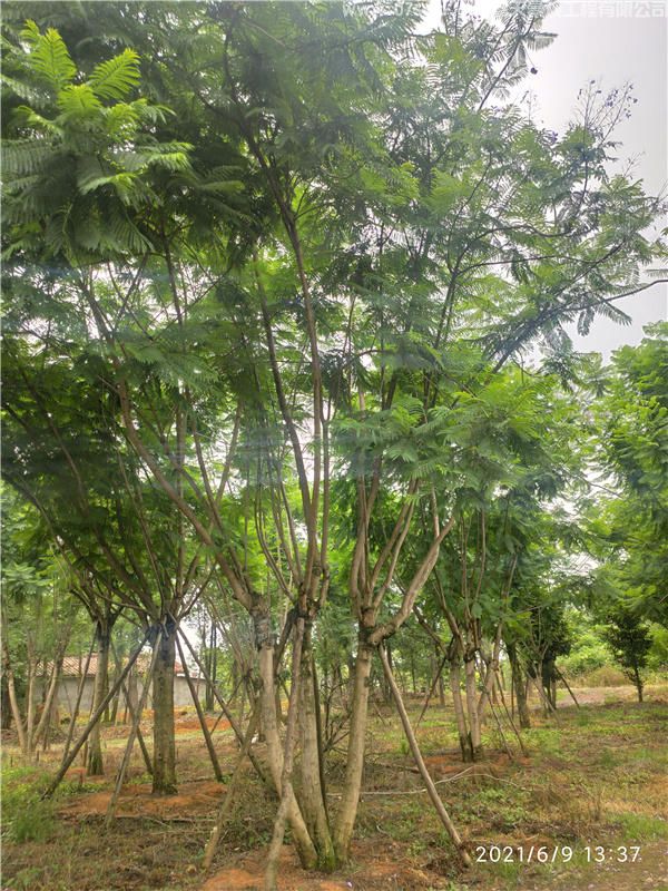 藍花楹基地實拍圖片