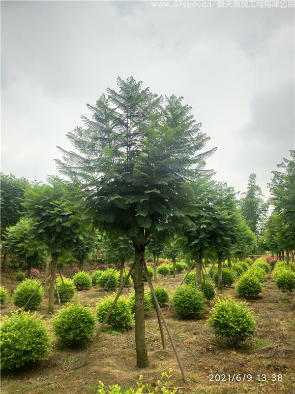 藍花楹基地實拍圖片
