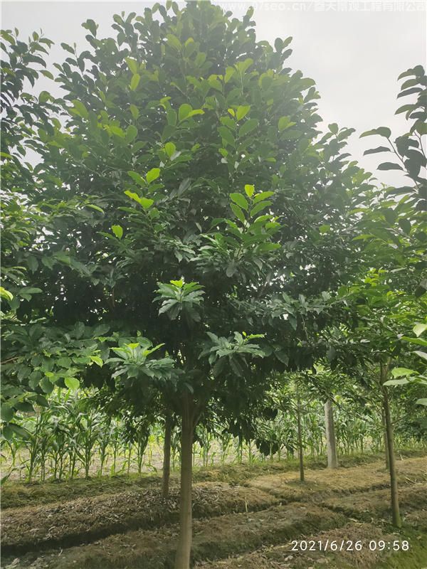 樂昌含笑圖片