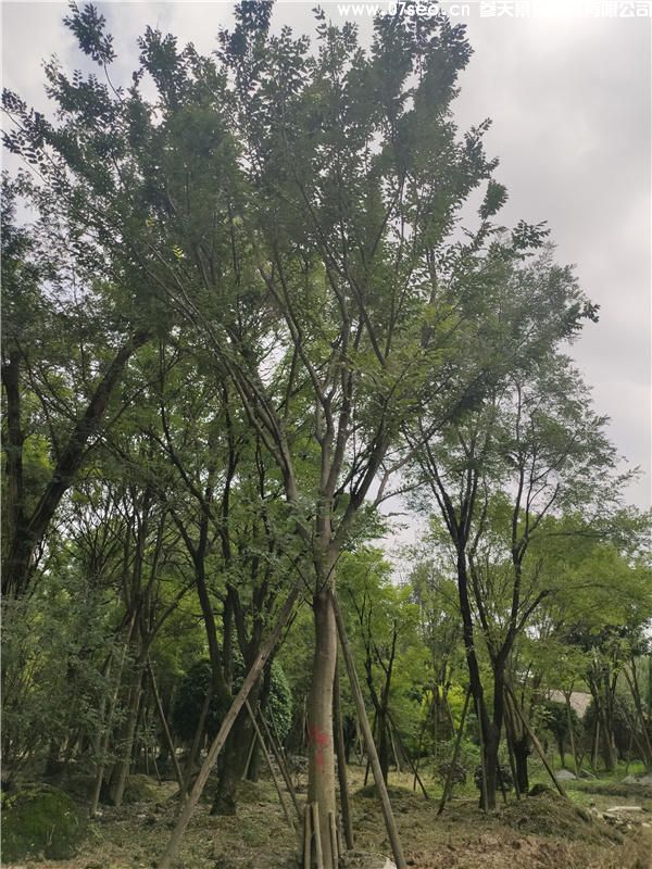 沙樸樹