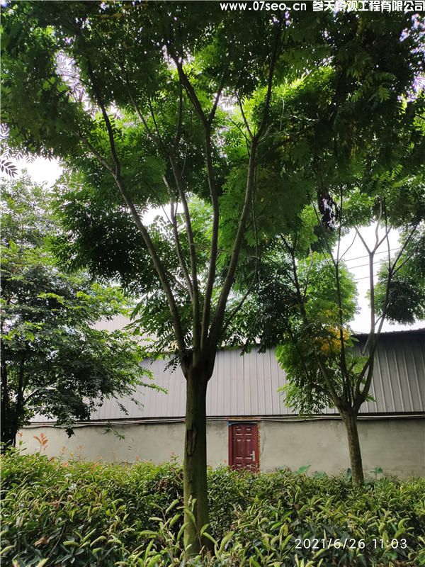 欒樹