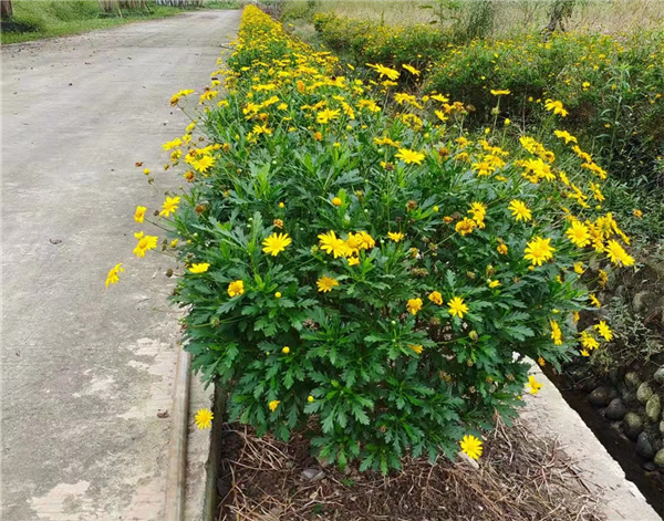 木春菊基地實拍圖片