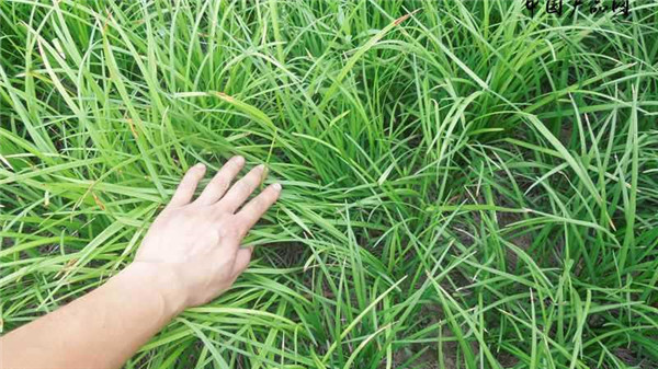 麥冬草草坪1平方米多少錢？
