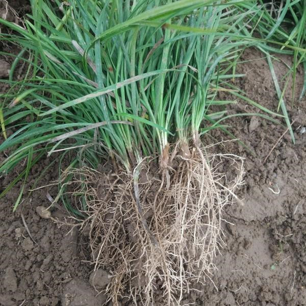 麥冬草草坪1平方米多少錢？