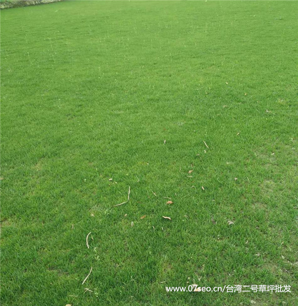 臺灣二號草坪基地實拍圖片