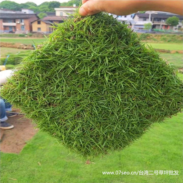 臺灣二號和結縷草的區別是什么？