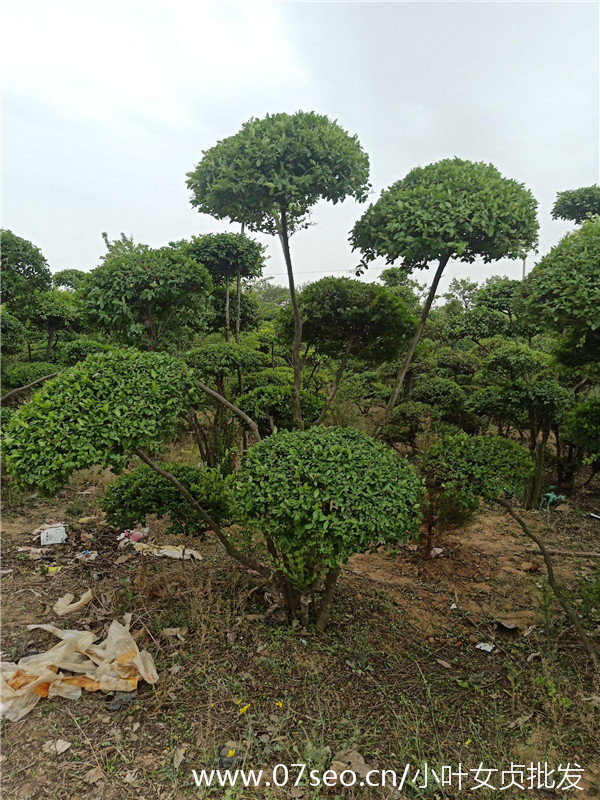 小葉女貞造型樹基地實拍圖片